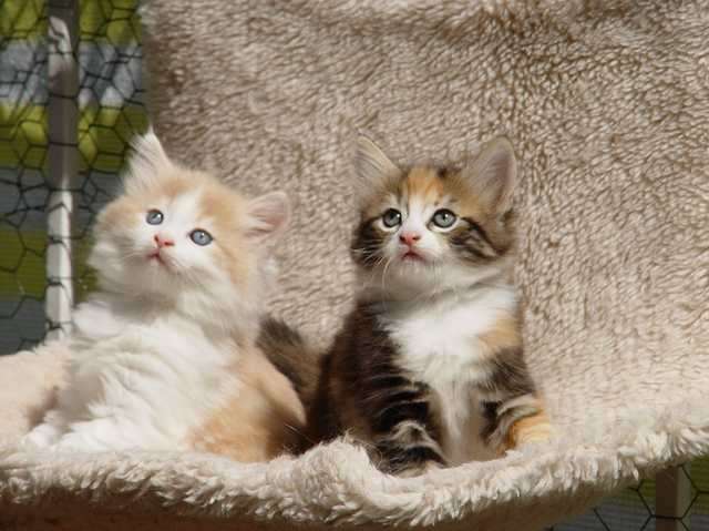 Norwegische Waldkatzenbabys